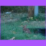 Bunny 6.jpg